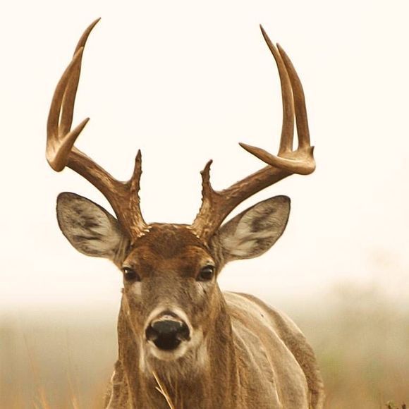 Meet your Posher, Paul - Picture 1 of 1